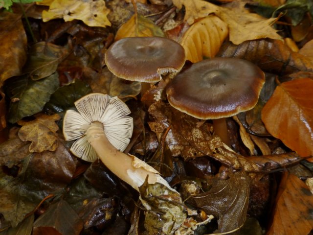 Rhodocollybia butyracea, Butterrübling